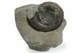 Jurassic Ammonite (Dactylioceras) Fossil - England #353871-1